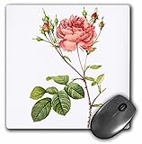 3dRose 8 X 8 X 0.25 Redoute Vintage Watercolor