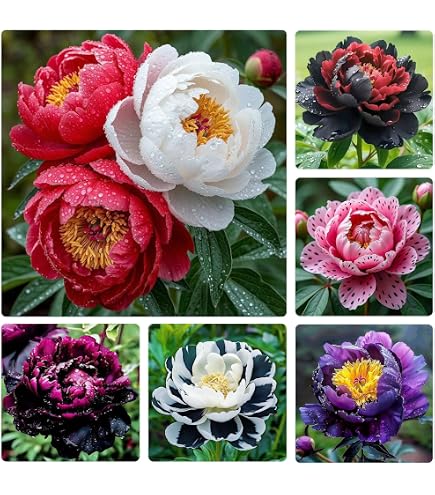 Amazon.com : Peony Mix 25+ Seeds Flowers Planting for Outdoor