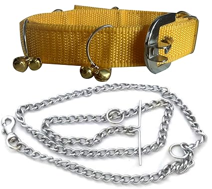 american bully 8 months old