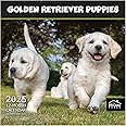 MICASA Golden Retriever Puppies 2025 Hangable Monthly Wall Calendar | 12" x 24" Open | Thick & Sturdy Paper | Giftable | Cute Dog | Every Day is Golden