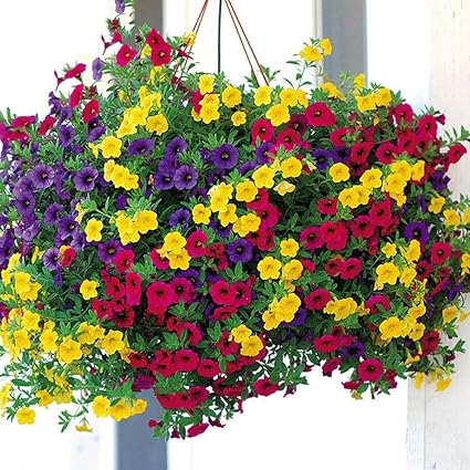 FOReverweihuajz - 100 unidades de semillas de flores de ...