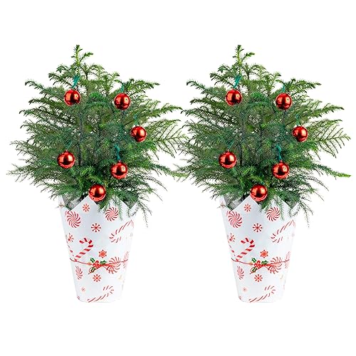 Costa Farms Live Christmas Tree (Pack of 2), Norfolk Island Pine in Holiday Gifting Wrap Plant Pot, Houseplant Christmas Decoration, Christmas Gift or Room Decor, 18-20 Inches Tall