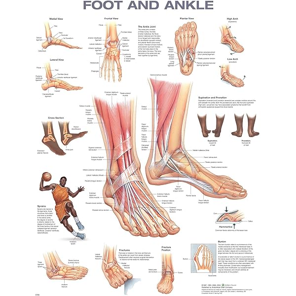 Amazon.com: Foot and Ankle Anatomical Chart: 9781587796869