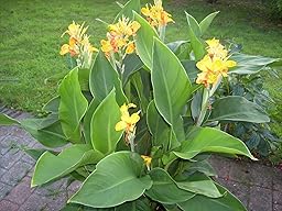 BALDUR-Garten Canna "Cleopatra",3 Knollen Canna indica