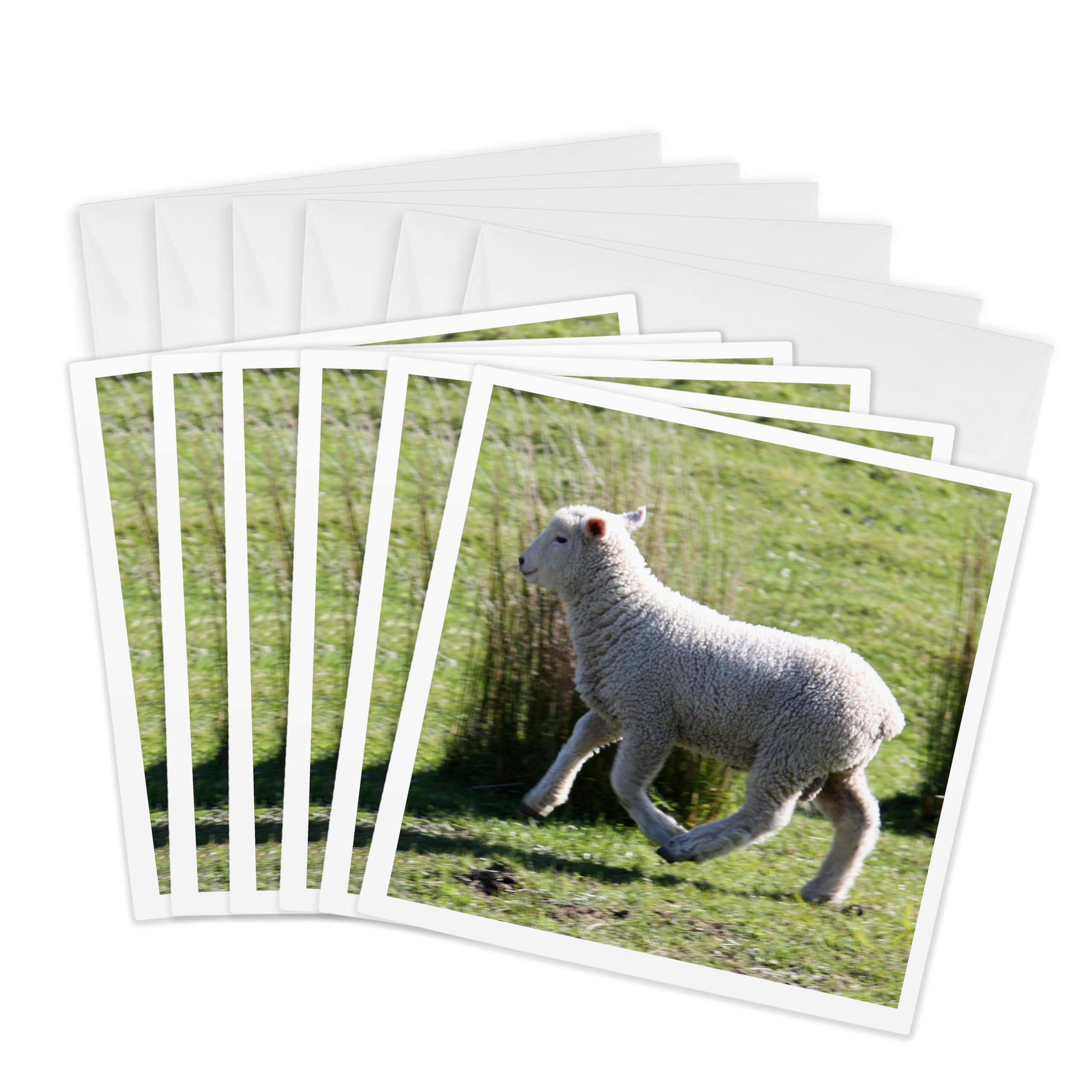 3dRose gc_22806_1 6 x 6-Inch "Skipping Sheep Golden Bay New Zealand" Greeting Card (Pack of 6)