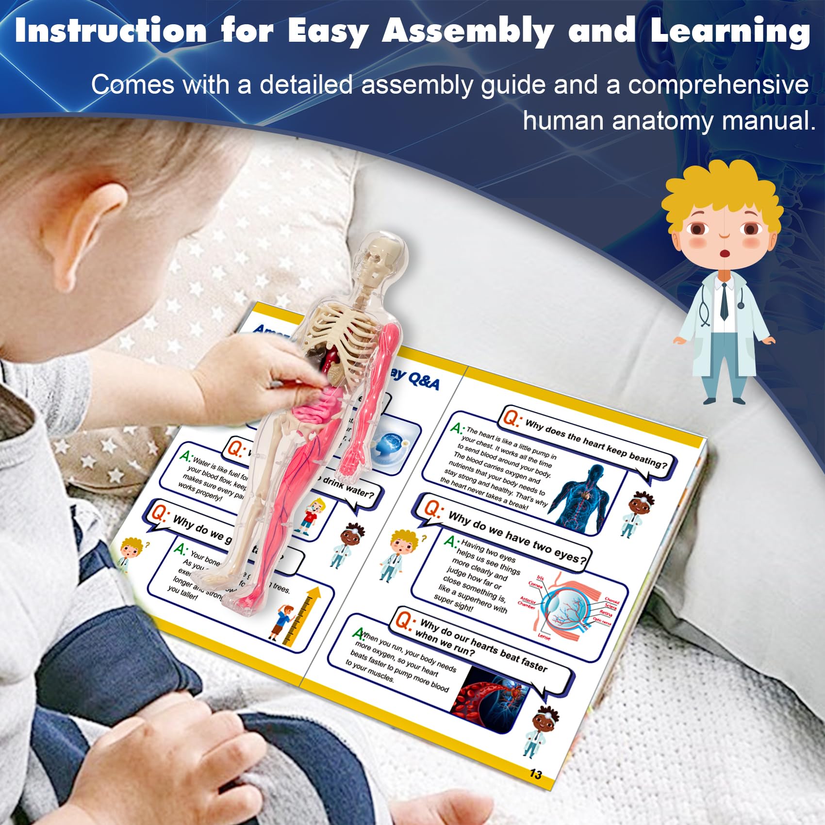 YOFUN Human Body Skeleton Model Kits for Kids,Interactive Anatomy Science Kit – Removable Muscles, Organs,Bones,STEM Educational Toys for Boys and Girls Aged 6+