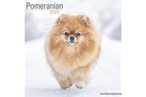 Pomeranian Calendar 2025 | Square Dog Breed Wall Calendar - 16 Month