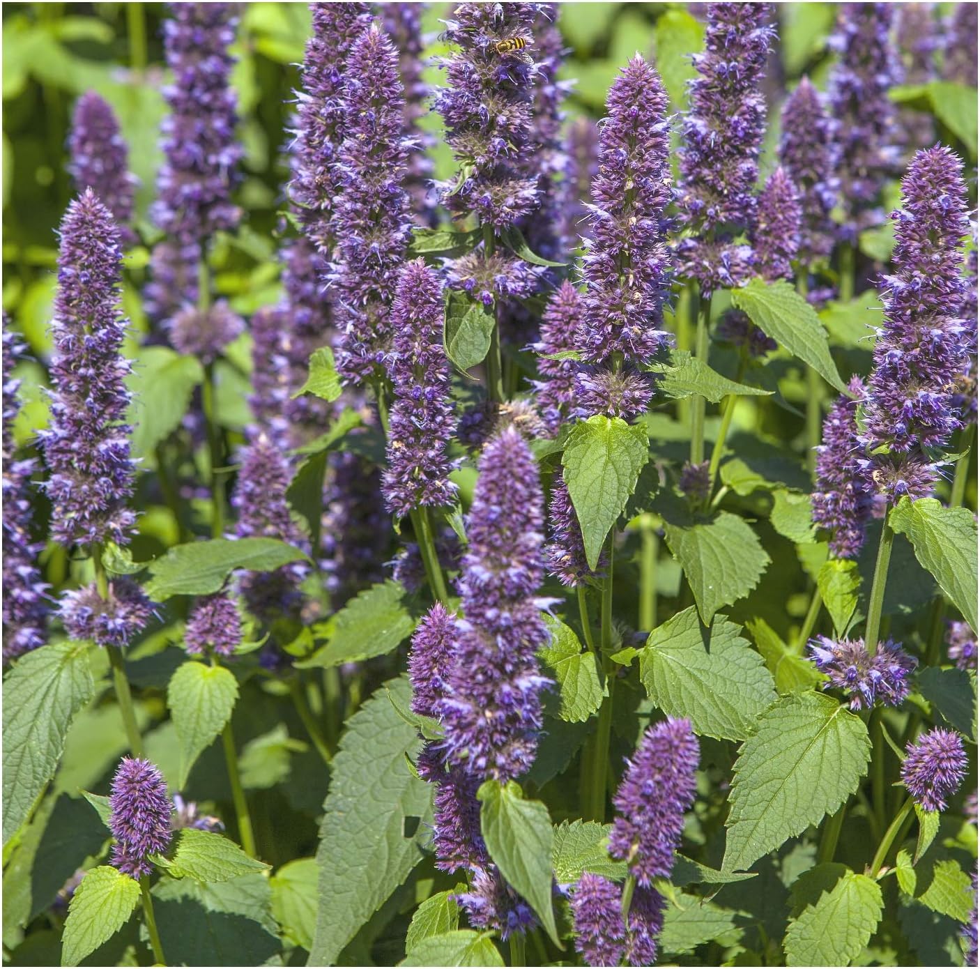 Hyssop LavenderAgastache Foeniculum 100 Seeds