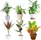 All Occasions Indoor Plants Mix of 6 in 12cm Pots Real Houseplants view 3