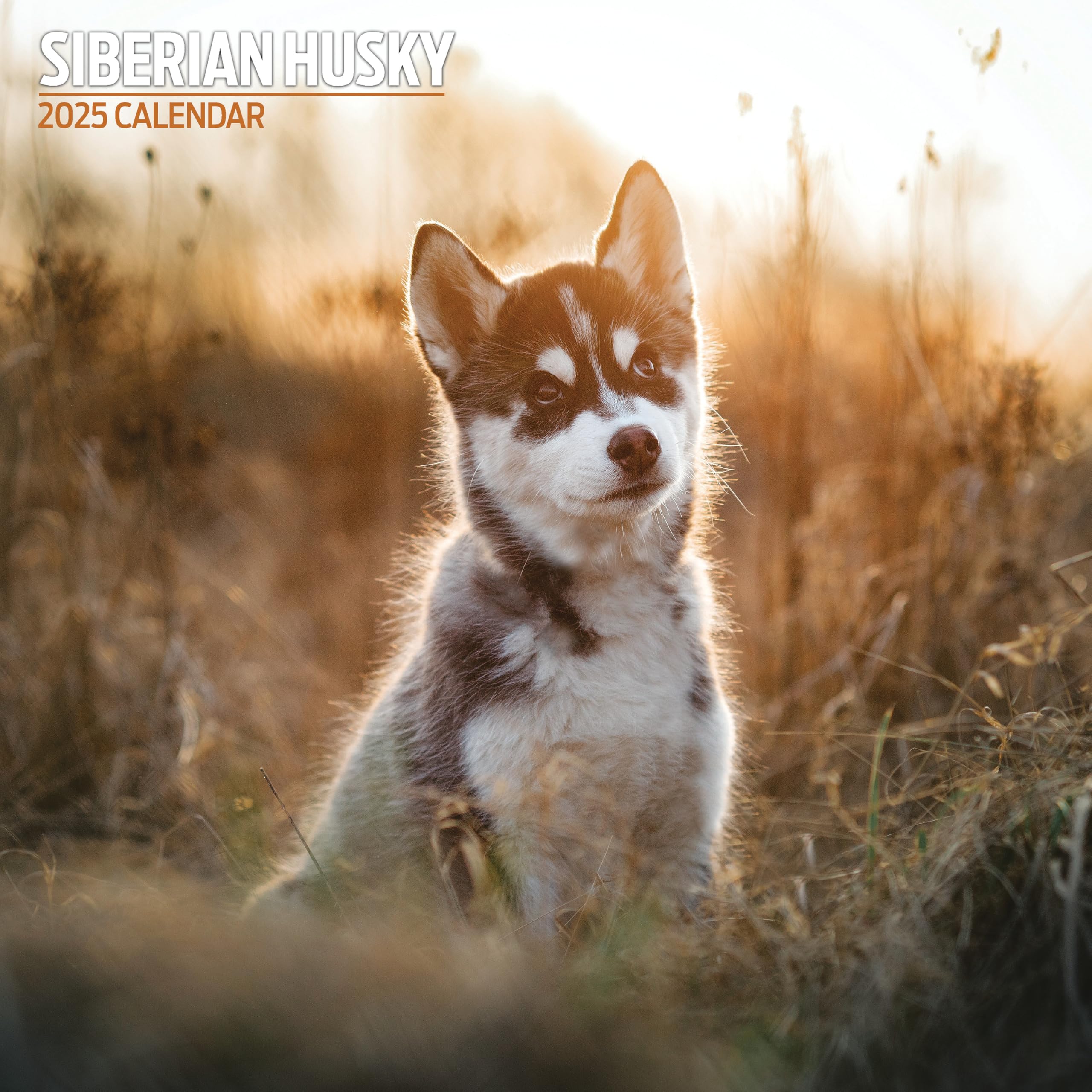 Siberian Husky 2025 Traditional Calendar