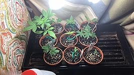 Review Image by hulie hulie