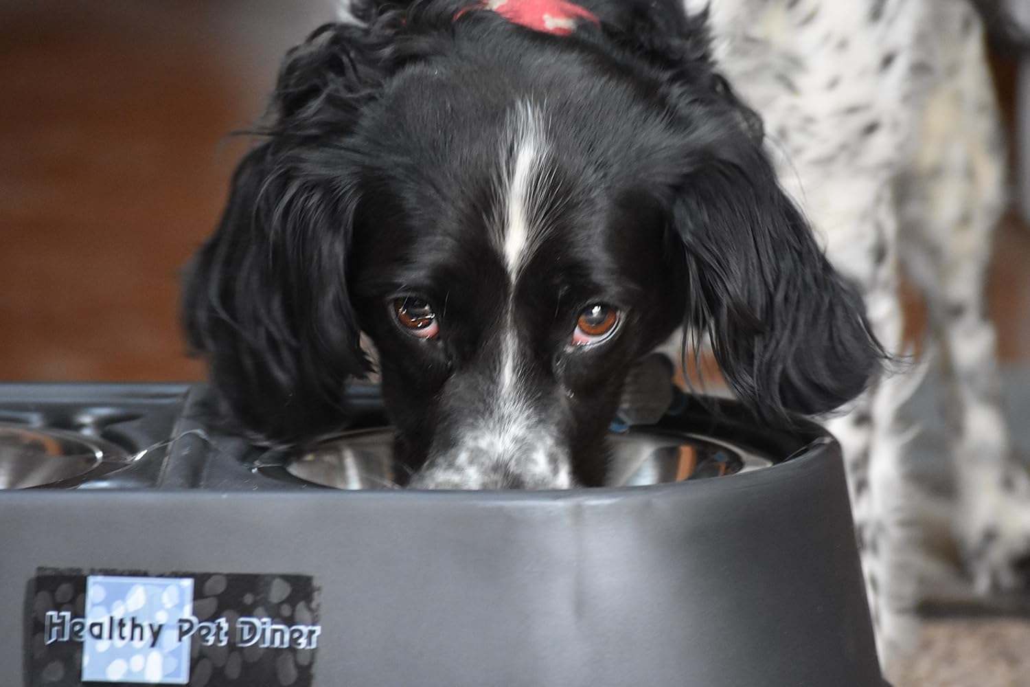 Pet Supplies : OurPets Comfort Diner Elevated Dog Food Dish (Raised Dog Bowls Available in 4 inches, 8 inches and 12 inches for Large Dogs, Medium Dogs and Small Dogs), 8-inch : Raised Pet Bowls : 