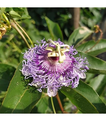 Passiflora o flor de maracuyá. | jagar41_ Juan Antonio
