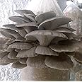 100 Phoenix Oyster Mushroom Spawn Plugs/Dowels to Inoculate Logs or Stumps to Grow Gourmet and Medicinal Mushrooms - Grown Your Own Mushrooms for Years to Come