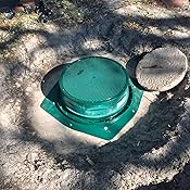 Septic Safe Evergreen Plants