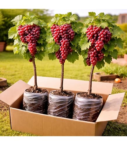 Amazon.com : 3 Concord Grapevine Live Plants – Sweet Table Grapes
