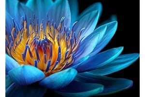 AWESOME AQUATIC Live Tropical Water Lily Tubers Rhizomes Bulb Seed Nymphaea Aquatic Pond Plants Water Gardens Pre-Grown Flower in White Pink Red Yellow Orange Blue Purple (1, Blue Tropical Pond Lily)