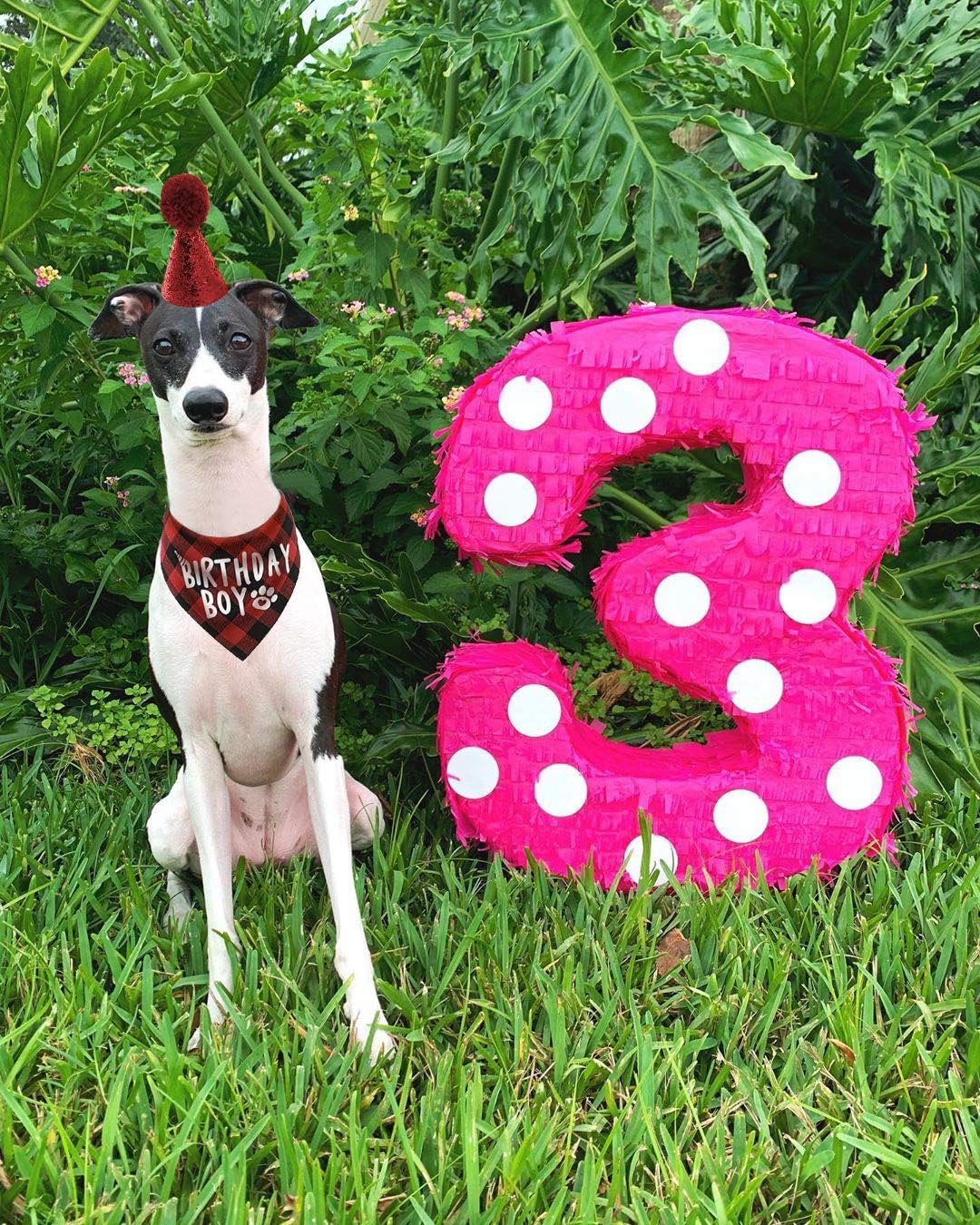 JPB Dog Birthday Hat and Dog Birthday Bandana Boy Set : Pet Supplies