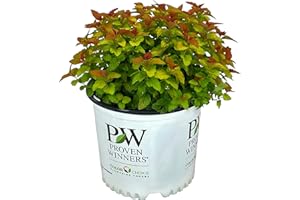 BLOOMING & BEAUTIFUL Double Play Candy Corn Spirea - 3 gal - Proven Winners - Compact Deciduous Shrub - Pineapple Yellow Orange Colored Foliage - Purple Blooms - Zones 4-8 - Spirea Japonica - 3 Gallon Pot