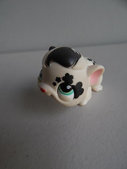 white guinea pig with blue eyes