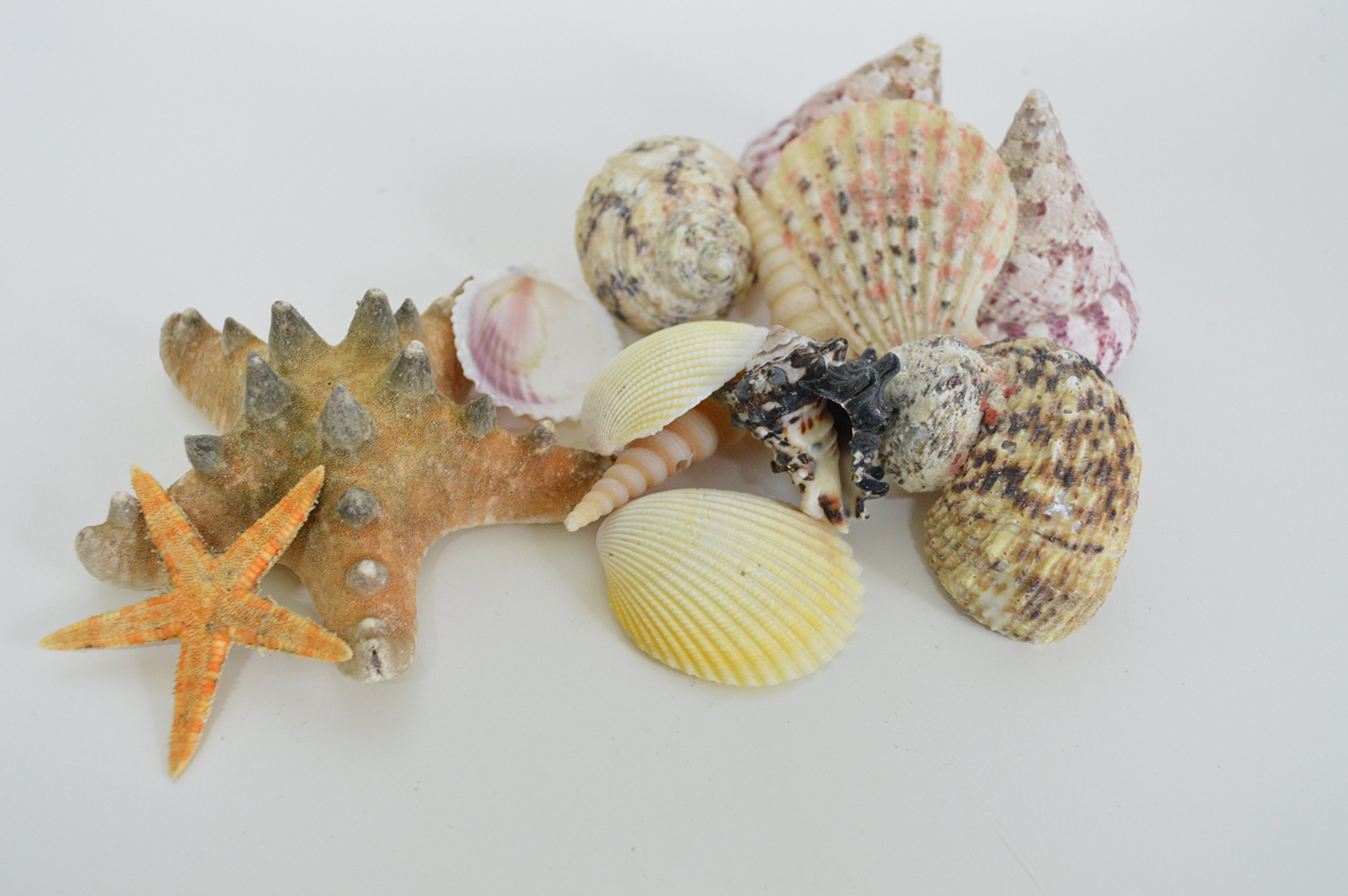 13 Assorted Medium Seashells and Starfish. Sea Shells from Sustainable Source