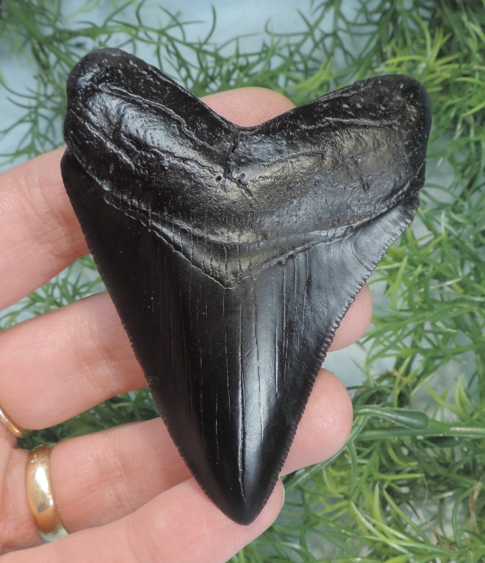 Megalodon Tooth Replica Magnet