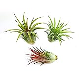 It Blooms Rainforest Grown 3 Pack Ionantha Air Plants Assorted Sizes - Live Tillandsia - 1 to 3 inches - 30 Day Guarantee