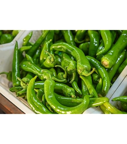 Amazon.com: Sunset Shishito Peppers, 8 OZ : Grocery & Gourmet Food