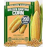 HOME GROWN Golden Bantam Sweet Corn Seeds, 200+ Seeds, Zea mays | High Germination, Heirloom, Non-GMO | 200+ Seeds (100+ Each, 2 Pack) | Yellow Kernel, Early Summer Harvest | Corn on the Cob