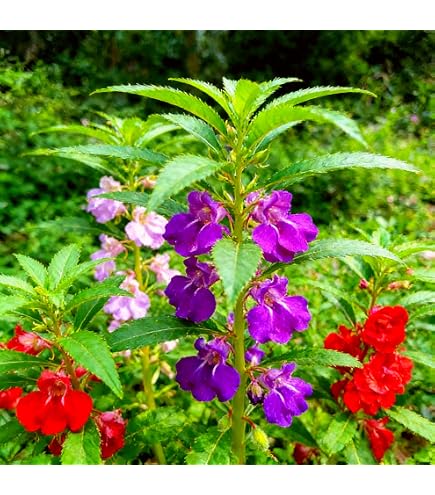 Amazon.com : Seeds Balsam Mix (Impatiens Balsamina) Flower Beautiful  Hanging Annual Garden for Planting Non GMO : Patio, Lawn & Garden