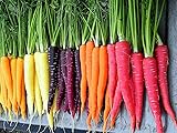 500+ Rainbow Carrot Seeds to Grow - Colorful Blend