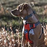 Embark Pets Adventure Dog Harness XL Orange Front Back Leash Attachments view 4