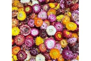 Natural Edible Dried Mixed Flowers, 100+ Chrysanthemums for Cake Decoration, Cocktail Garnish, Tea, 3.5 Oz/ 100g (100pcs Mix 