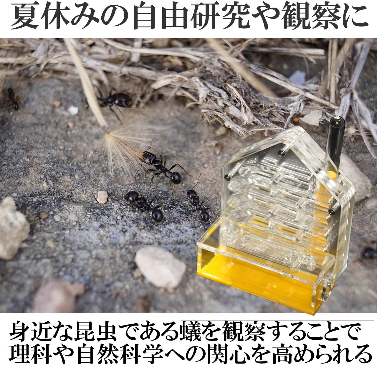 Amazon Co Jp Hamilo アリ飼育キット 蟻観察セット アクリルケース 自由研究 理科 通気 繁殖 巣作り おもちゃ