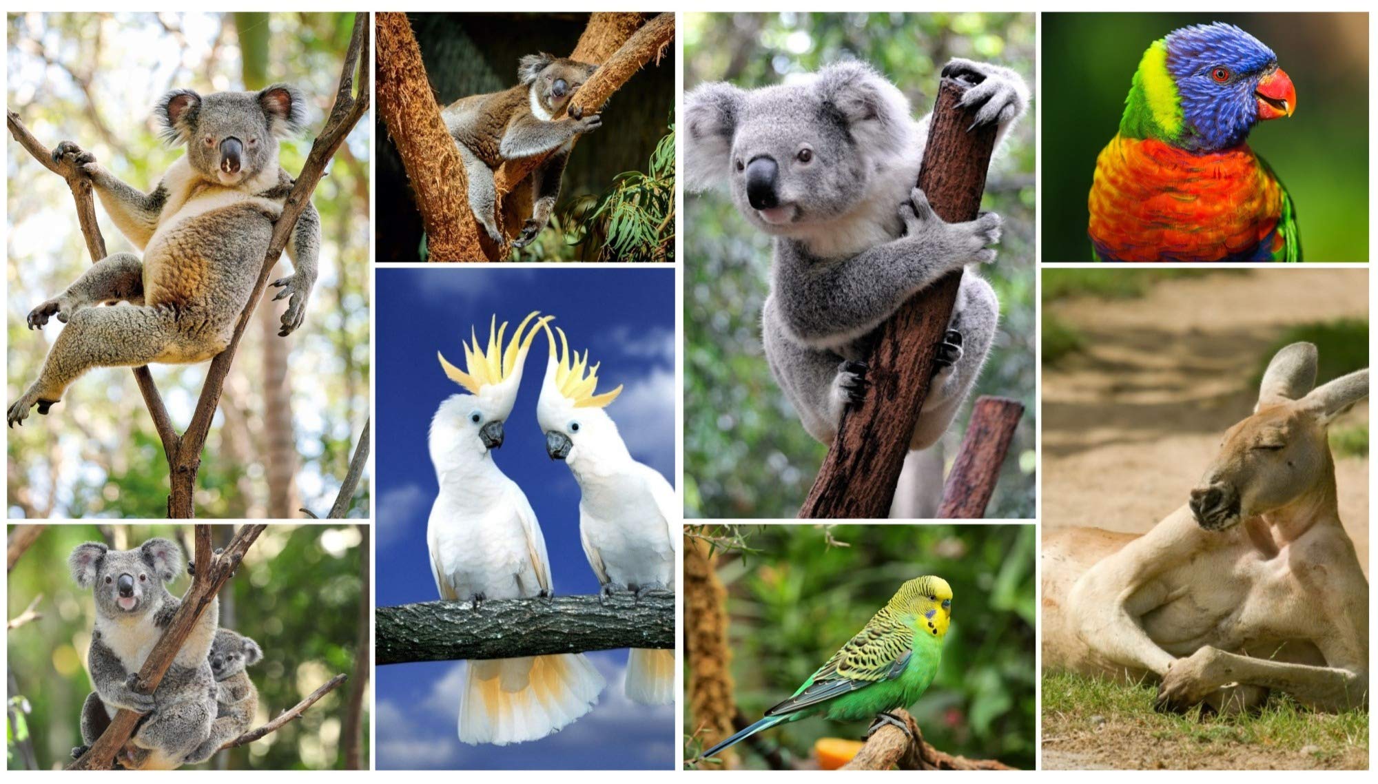 Postcard set “Australia” (4 postcards of cockatoo, koala and kangaroo).
