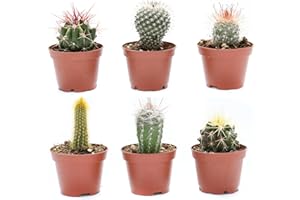 Cactus Plants Live – Small Assorted 2-Inch Cactus Plants – Fully Rooted Potted Cactus Plants – Live Cactus Plant Set (6)