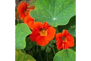 Outsidepride 400 Seeds Annual Nasturtium Orange Cimbing Vine Flower Seeds for Planting