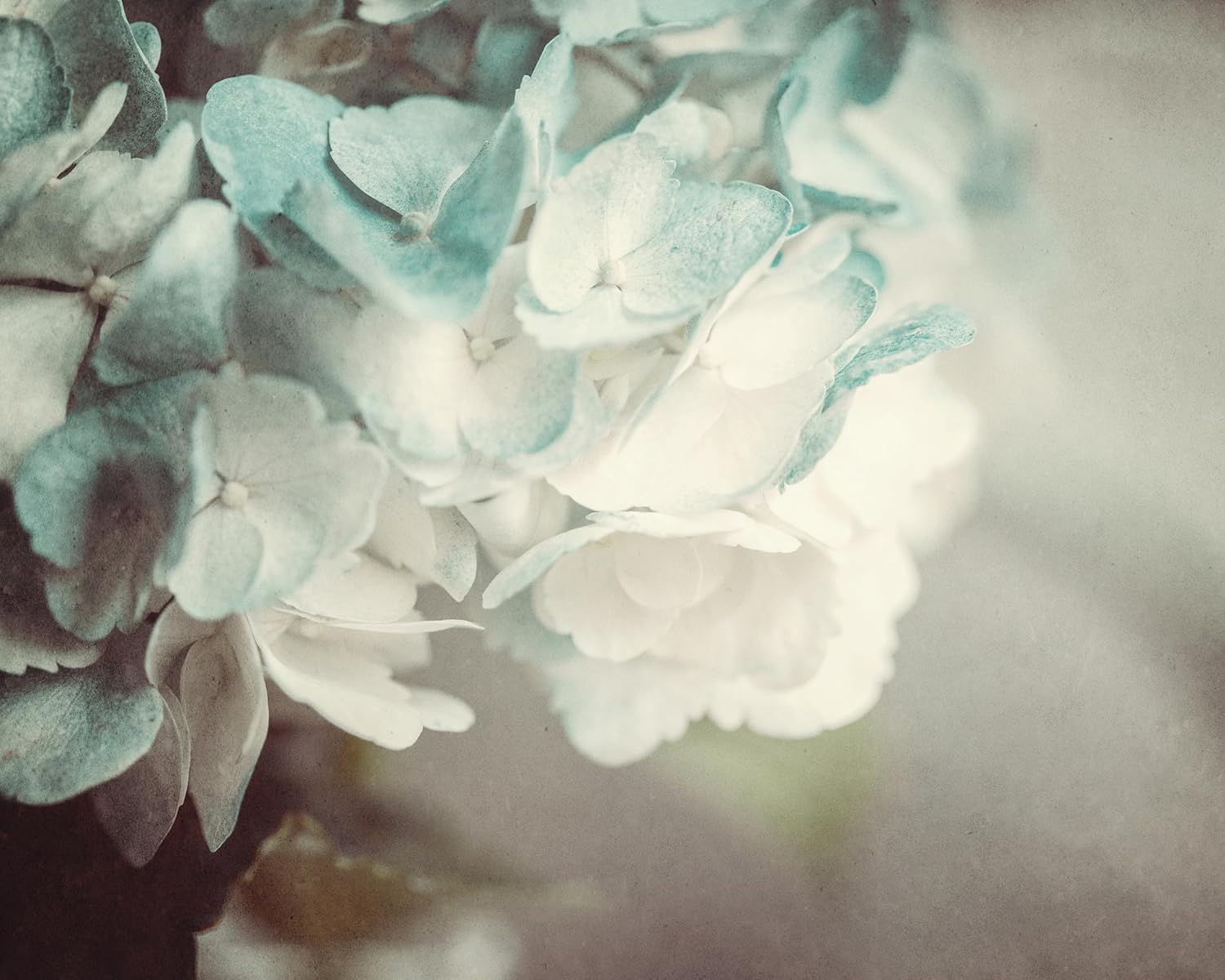 Photographs - LISA RUSSO FINE ART - Shabby Chic Aqua Blue Flower 16x20” Unframed Art Print - French Country Style Floral Wall Decor for Bedroom, Bathroom or Office - Gift for Her