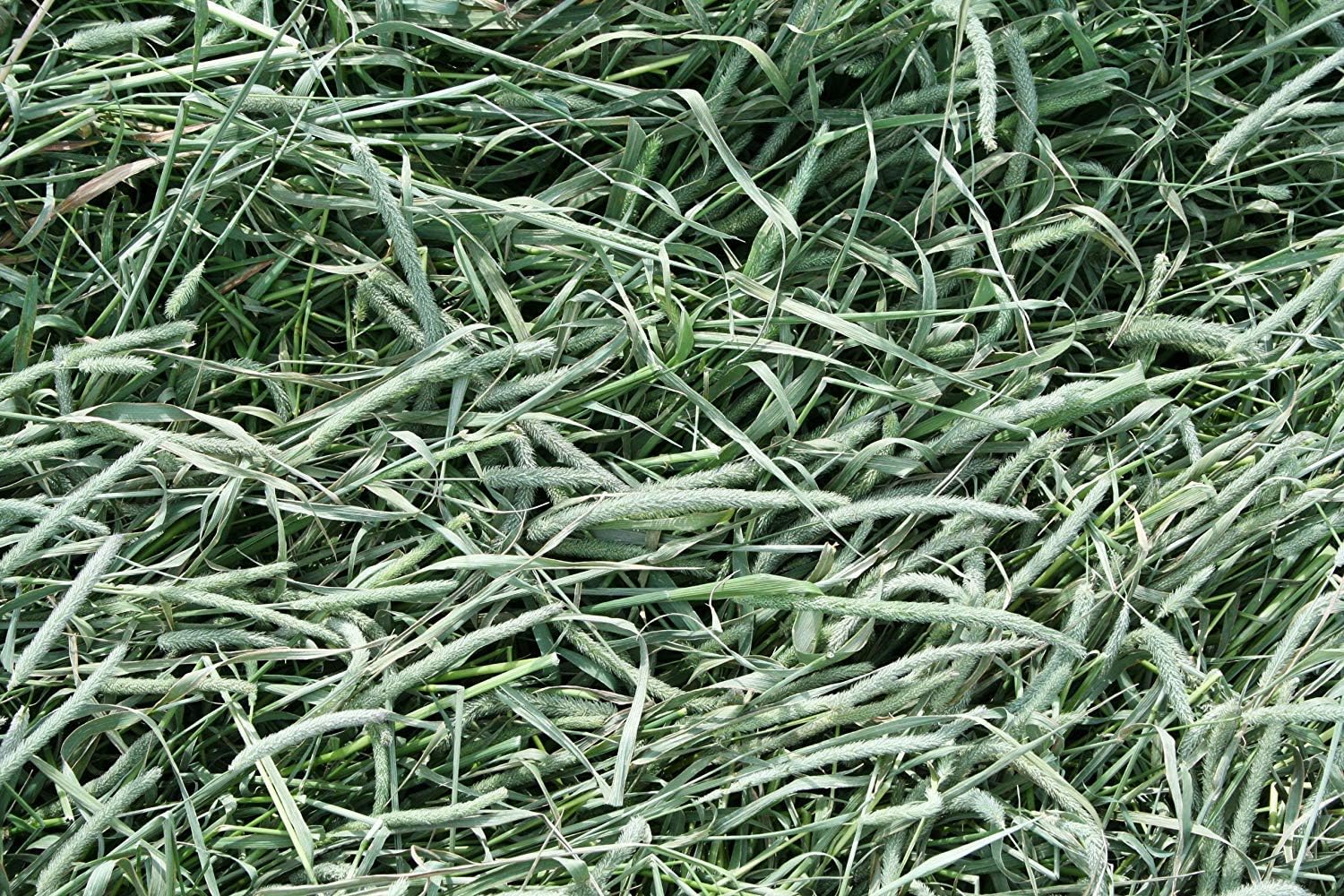 Standlee Premium Western Forage Timothy Grass, 10Lb Box : Pet Supplies