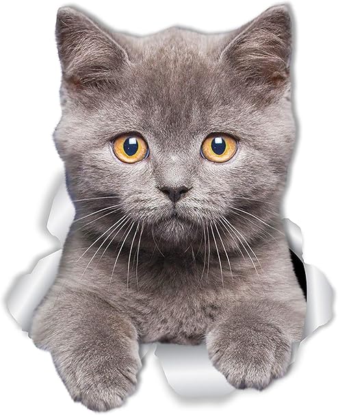 english shorthair cat price