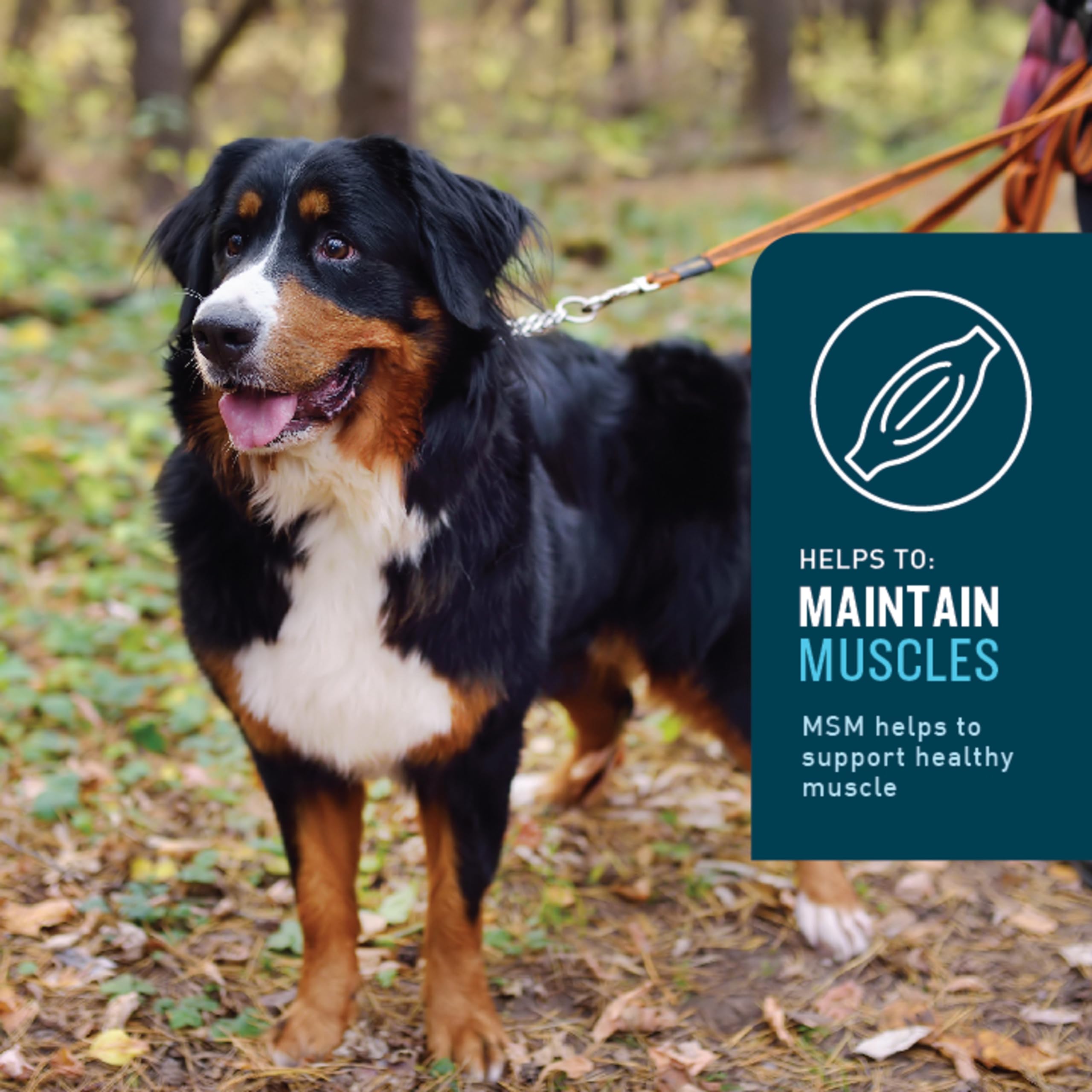 VetIQ Hip & Joint Supplement for Dogs, Anti Inflammatory Joint Support, Glucosamine, MSM, and