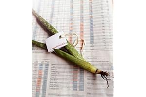 Hundredfold Aloe Vera 5cm-Tall 1 Small Live Plant - Non-GMO Indoor Houseplant Bare Root Bare-Rooted No Pot, Packed and Shippe