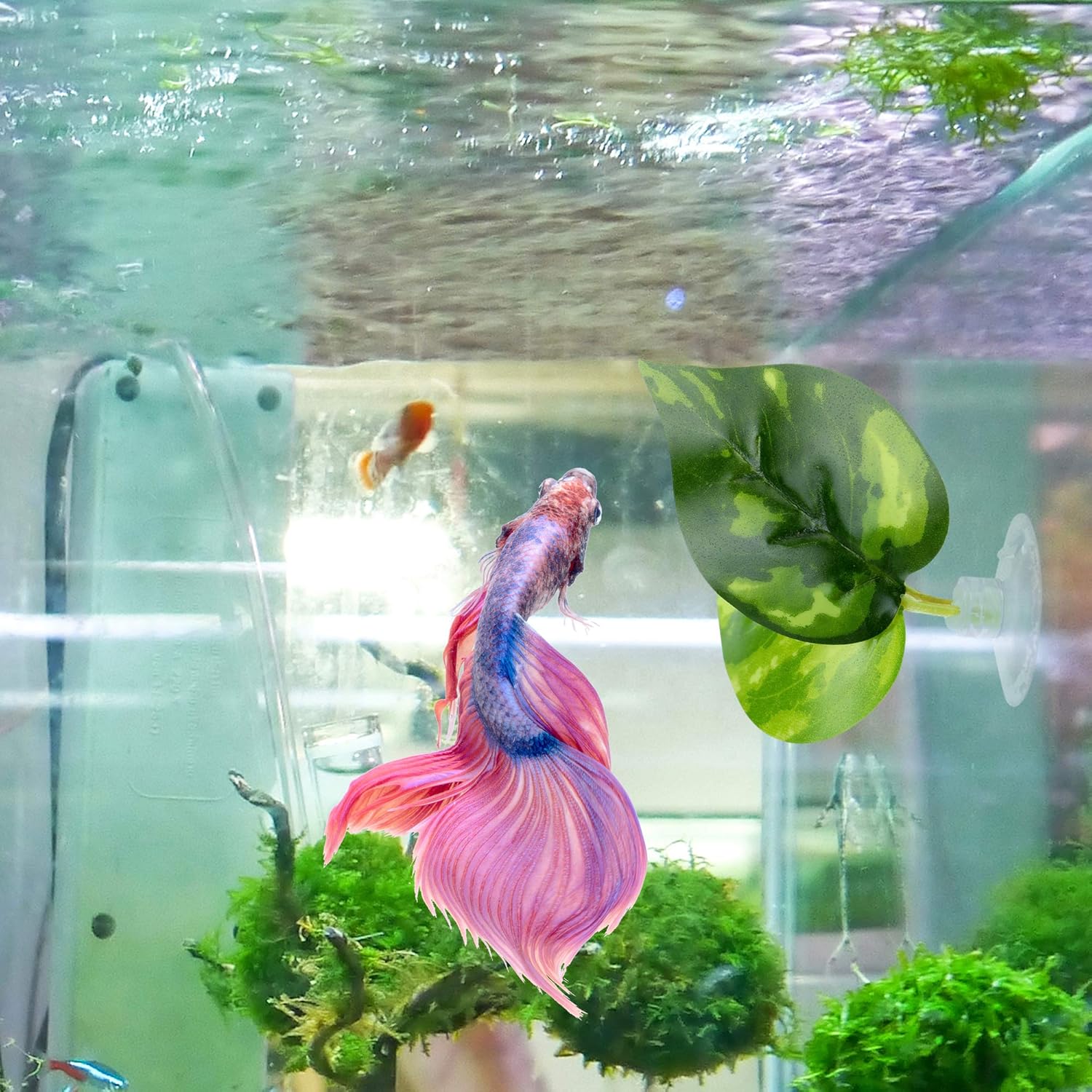 betta fish resting leaf