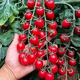 ZEshops Waterfall Tomato Seeds for Planting, 200 Count, Vegetable Garden | Kitchen Patch, Summer Produce, Backyard Growing Projects, Home Harvest Planning, Full Sun, Heirloom Selection, Sowing Trays