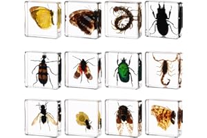 SEQES 12 Real Insect Resin in Specimens Collection - Educational Toy for Kids, Different Insect specimens Preserved in Resin for Kids Scientific（12 Styles…