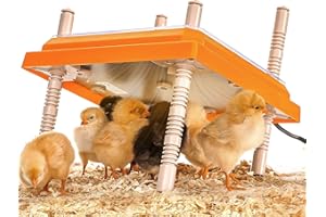 DDSNTY Brooder Heater for Chicks 10” x 10” for 15 Chicks Chicken Brooder Keep Chicks Warm and Cozy with Adjustable Height Brooder Plate - Easy to Clean Heat Plate for Chicks - Chick Heater 15 W Orange