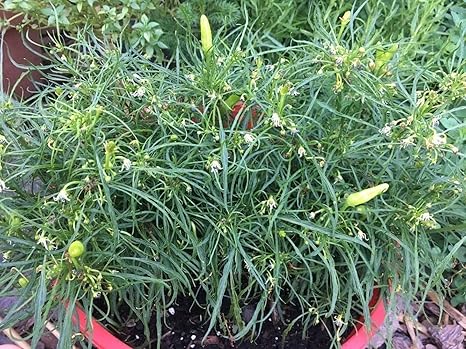 Amazon Co Jp 発芽seeds 2球根 ダリア球根 ダリアの花 ダリアの花の球根 美しい花 ダークレッド ホーム キッチン