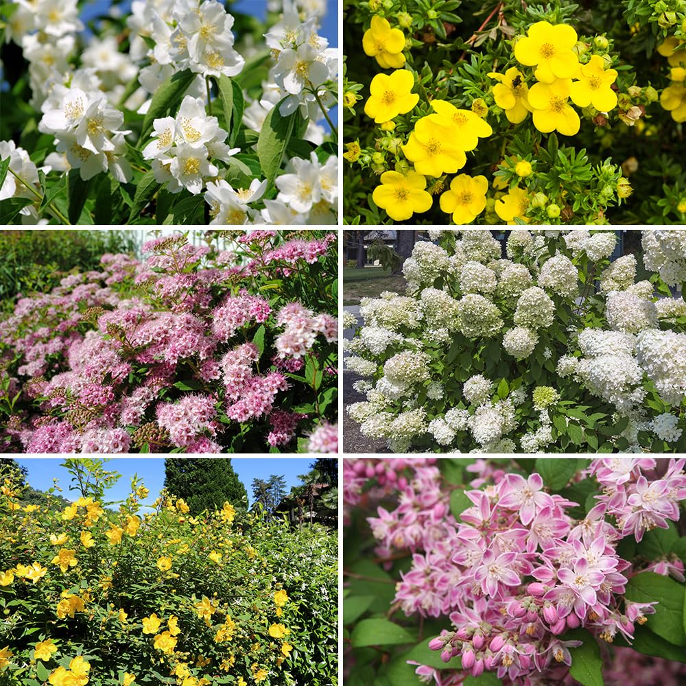 YouGarden Summer Flowering Hardy Shrub Collection, Set of Six Plants in 9cm Pots 20-30cm Tall, Ready to Plant