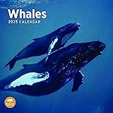 2025 Whales Monthly Wall Calendar by Bright Day, 12