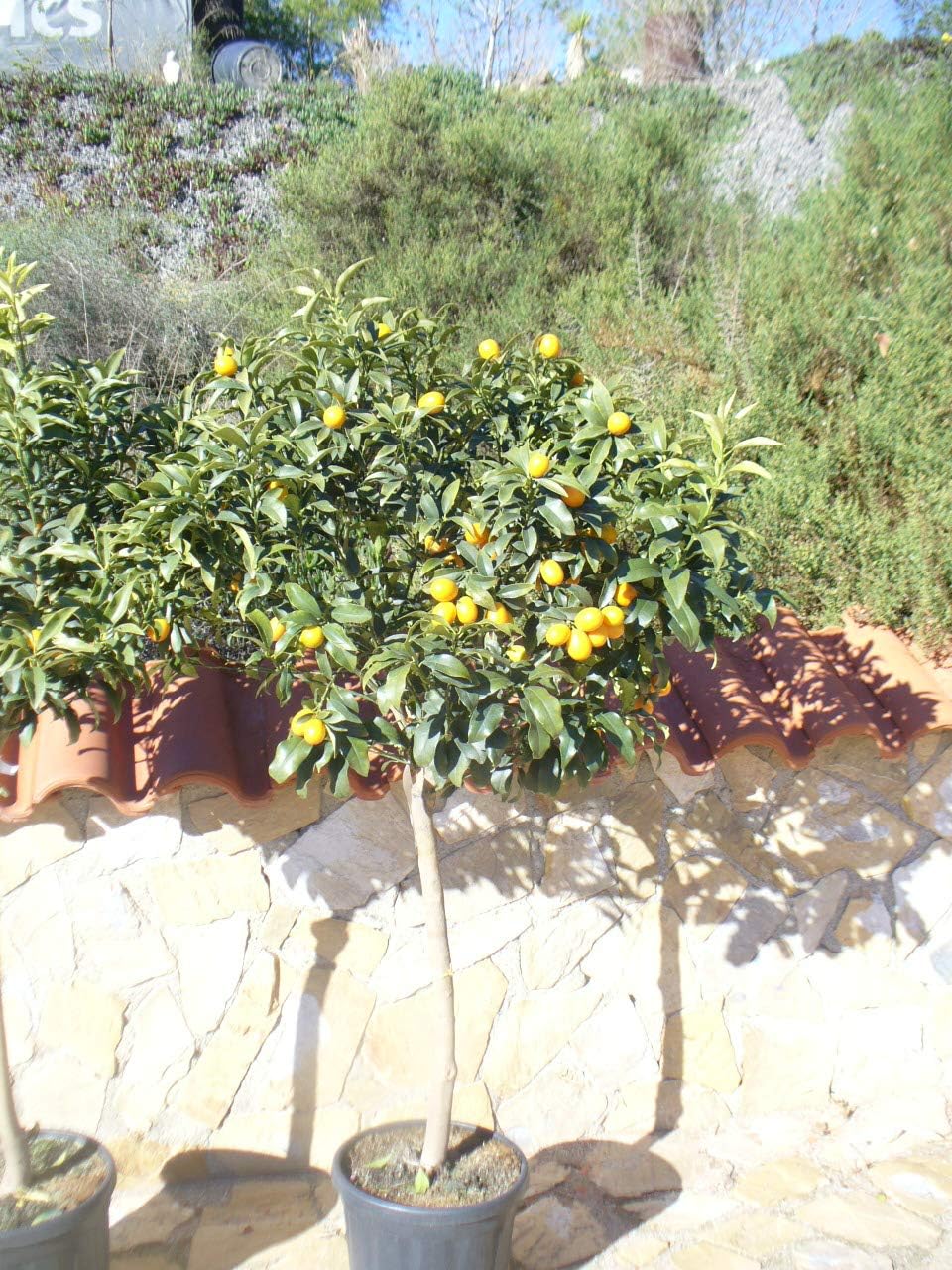 Kumquat/Citrus fortunella
